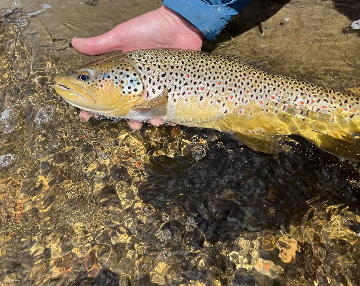 Sunlit catch above clear water