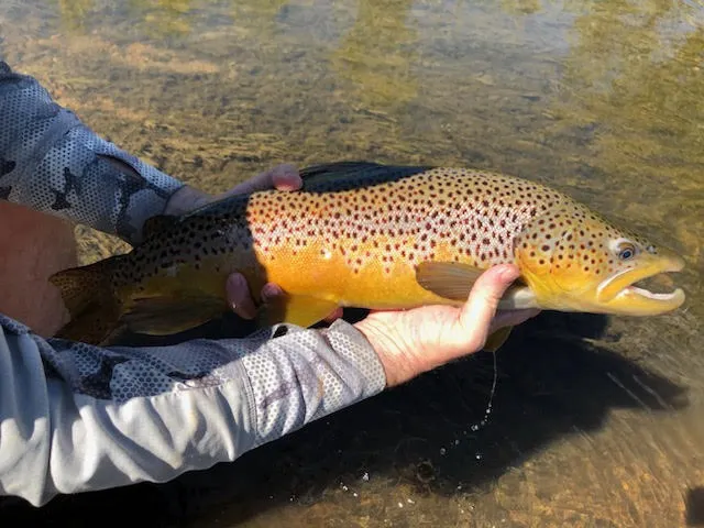 Bright rainbow ready for release